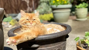Illustration : 14 photos de chats qui ont fait du jardin leur royaume