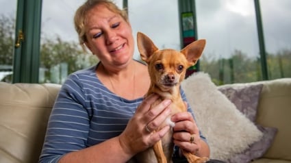 Illustration : Une femme vend sa voiture et pioche dans son héritage pour payer l’opération de son Chihuahua, atteint d’une maladie cardiaque