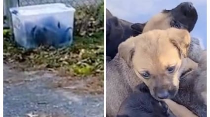 Illustration : Une bénévole fait la triste découverte de 11 chiots abandonnés dans un conteneur en plastique (vidéo)