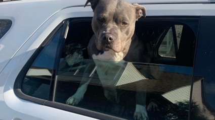 Illustration : Un chien perdu se voit offrir un tour à bord d'un véhicule de police avant de retrouver sa famille