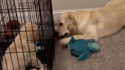 Illustration : Ce chiot doit apprendre à se servir de sa cage, mais il n’est pas aidé par son grand frère canin (vidéo)