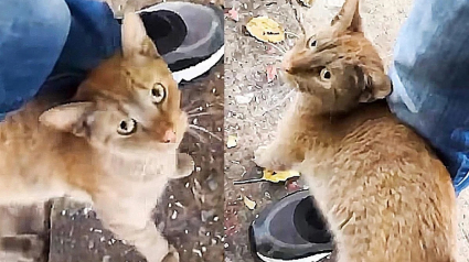 Illustration : Une chatte affectueuse qui errait sur un parking profite désormais des joies de la vie d’intérieur (vidéo)