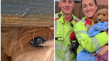 Illustration : Les pompiers volent au secours d’un chien, coincé sous les planches d’une terrasse en bois