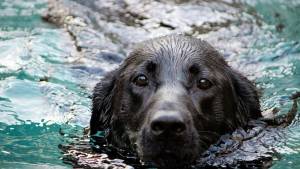 Illustration : Un chien sénior tombe à l'eau et trouve refuge sur un rocher, les pompiers appelés à la rescousse