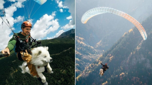 Illustration : Ce Samoyède vole en parapente aux côtés de son maître au cœur des Alpes (vidéo)