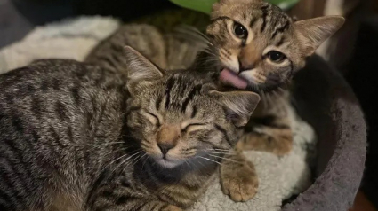 Illustration : 2 chatons sont craintifs à leur arrivée en famille d’accueil, mais sortent de leur coquille grâce au soutien des chats résidents (vidéo)