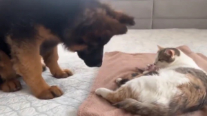 Illustration : La réaction d’un jeune Berger Allemand qui rencontre des chatons qui viennent de naître fait fondre la toile (vidéo)