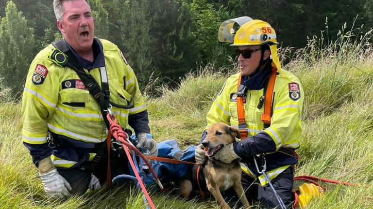 Des Pompiers Et Des Drones Déployés Pour Retrouver Et Secourir Un Chien ...