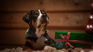 Illustration : Un Français sur 2 a prévu d’offrir un cadeau de Noël à son animal de compagnie malgré l’inflation
