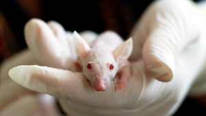 Illustration : Lancement d’une pétition pour demander la fin de l’expérimentation sur les animaux