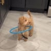 Illustration : Un chiot atteint de cécité prend confiance en lui grâce à un harnais spécialisé (vidéo)