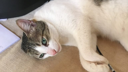 Illustration : Un chat se perd dans un aéroport, des dizaines de personnes se mobilisent pendant plus d'une semaine pour le retrouver