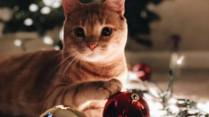 Illustration : 16 photos de chats qui n'ont pas pu résister à l'envie d'attaquer le sapin de Noël