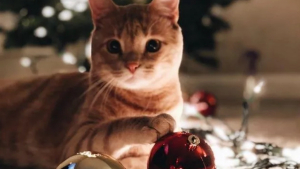 Illustration : 16 photos de chats qui n'ont pas pu résister à l'envie d'attaquer le sapin de Noël