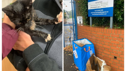 Illustration : Un chat et un chaton se font abandonner dans des boîtes en carton devant les portes d’un refuge