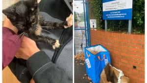 Illustration : Un chat et un chaton se font abandonner dans des boîtes en carton devant les portes d’un refuge