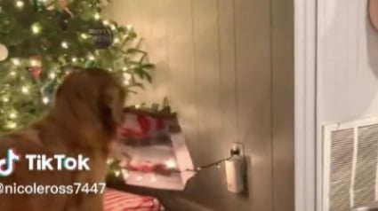 Illustration : Une Golden Retriever amuse la toile en volant son cadeau sous le sapin (vidéo)