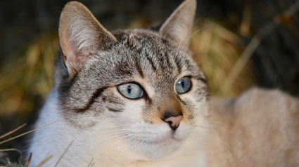 Illustration : La propriétaire d'un chat obligée de placarder des affiches listant les affaires qu'il a volées à ses voisins