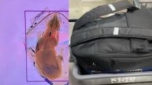 Illustration : Stupeur à l’aéroport : un chien "oublié" dans le sac à dos de ses maîtres est accidentellement passé aux rayons X