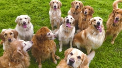 Illustration : Un homme vit avec 13 Golden Retrievers, et il ne changerait son quotidien pour rien au monde ! (vidéo)