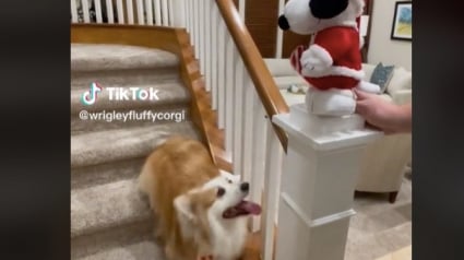 Illustration : Ce Corgi est fou de joie à l’idée de fêter Noël, et il a conquis le coeur de millions d’internautes (vidéo)