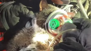 Illustration : Un camping car prend feu avec un chat à l'intérieur, les pompiers font l'impossible pour le sauver (vidéo)