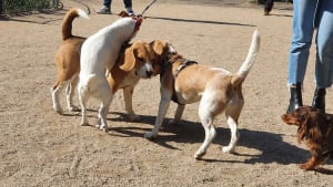 Illustration : Comparer rapidement les offres d'assurance pour son chien : sur quels critères se baser ?