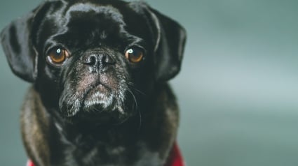 Illustration : Un chien tombe dans une eau à 10 degrés, un agent portuaire le voit et se met en danger pour le secourir