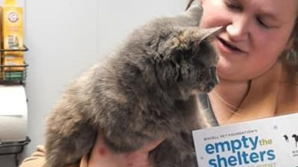 Illustration : Son chat disparu 2 mois plus tôt, elle tombe sur des photos familières sur le site d'un refuge situé à 3 heures de route