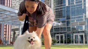 Illustration : Un Loulou de Poméranie paralysé des pattes arrière réapprend miraculeusement à marcher (vidéo)