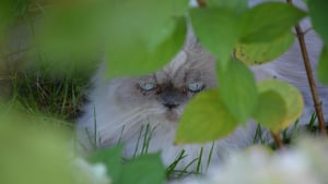 Illustration : Un chat de médiation animale fait un cadeau de Noël précoce à sa maîtresse après 2 semaines d'inquiétude