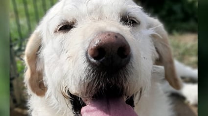 Illustration : L'émouvante lettre au père Noël adressée par un chien sénior rêvant d'être adopté