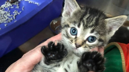 Illustration : "L'appel qu'on ne veut pas recevoir" : des bénévoles choqués en découvrant une chatte et ses petits enfermés dans un carton