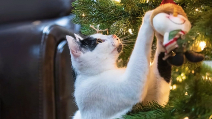 Illustration : Un chat décide de voler les décorations de Noël du sapin de sa maison, pour le plus grand bonheur des internautes (vidéo)