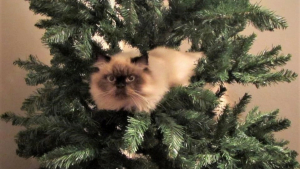 Illustration : 10 photos de chats prouvant qu'ils fêtent Noël eux aussi, mais à leur manière