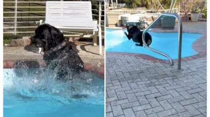 Illustration : Ce Rottweiler est fou de joie lorsqu’on l’autorise à sauter dans la piscine (vidéo)