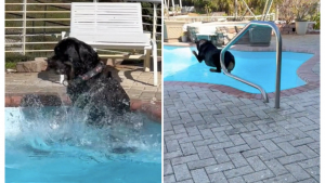 Illustration : Ce Rottweiler est fou de joie lorsqu’on l’autorise à sauter dans la piscine (vidéo)