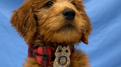 Illustration : Un jeune Goldendoodle rejoint les rangs de la police en tant que chien d’assistance