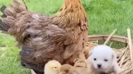 Illustration : Un chiot confond une poule avec sa mère, mais le coq ne l’entend pas de cette oreille (vidéo)