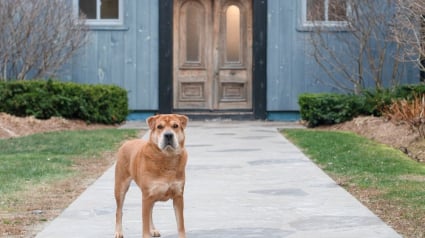 Illustration : Après s’être fait abandonner pour des raisons aberrantes, ce chien attend tristement sa nouvelle famille (vidéo)