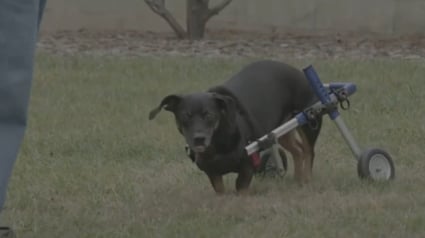 Illustration : Un chien paralysé des pattes arrière reçoit un magnifique cadeau de Noël avant l'heure