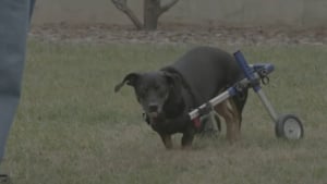 Illustration : Un chien paralysé des pattes arrière reçoit un magnifique cadeau de Noël avant l'heure