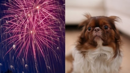 Illustration : Des chercheurs veulent étudier l'impact des feux d'artifice sur la psychologie des chiens