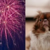 Illustration : Des chercheurs veulent étudier l'impact des feux d'artifice sur la psychologie des chiens