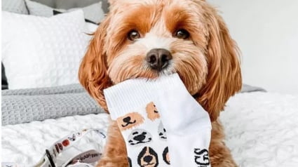 Illustration : 18 photos de chiens et de chats facétieux dont la spécialité est le vol de chaussettes