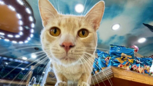 Illustration : 20 photos de chats "commerçants" qui préfèrent se prélasser sur les étalages plutôt que de tenir la boutique