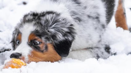 Illustration : 20 photos de chiens que la neige rend totalement fous de joie