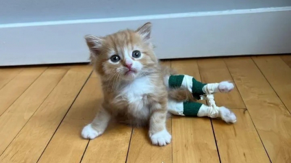 Illustration : Un chaton porteur d’une maladie congénitale est déterminé à marcher et à sauter comme le font ses semblables (vidéo)