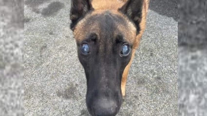 Illustration : Le sauvetage miraculeux d'un Malinois aveugle et abandonné en mer, découvert à temps par un pêcheur