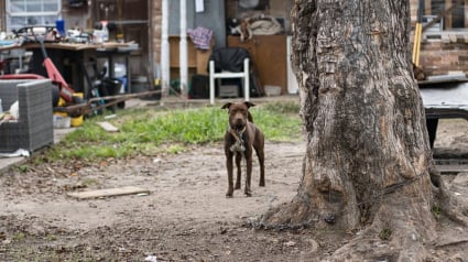 Illustration : 10 chiens émaciés, 9 chiots et un chaton sont retrouvés dans une maison délabrée par un groupe de sauveteurs